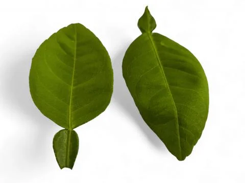 Kaffir lime leaf isolated,on white background Stock Photos