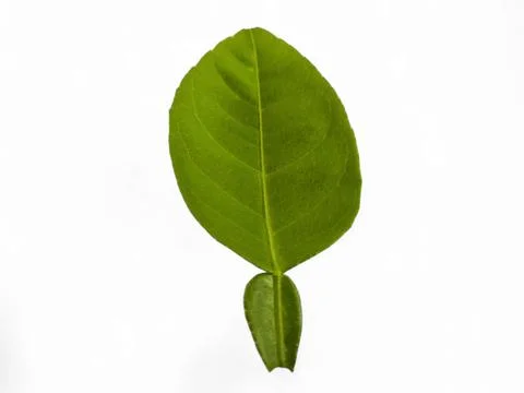 Kaffir lime leaf isolated,on white background Stock Photos