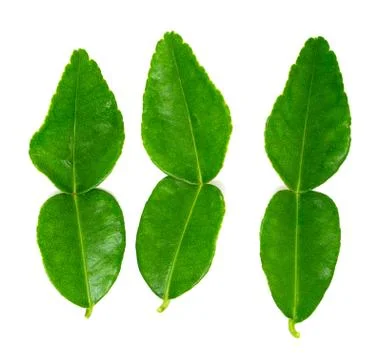 Kaffir lime leaf Foto stock