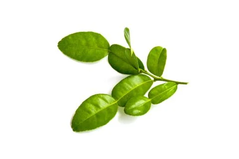 Kaffir lime leaf Stock Photos