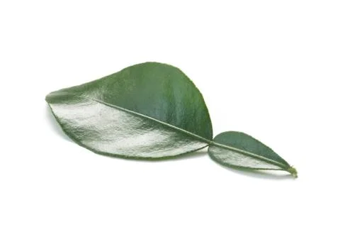 Kaffir Lime Leaf Stock Photos