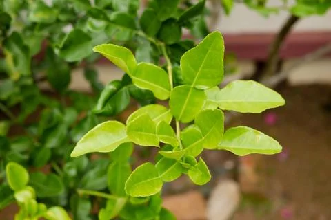 Kaffir lime leaf on trees Foto stock