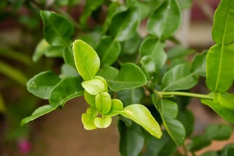 Kaffir lime leaf on trees Stock Photos