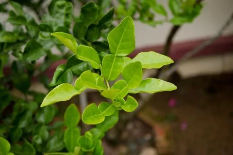 Kaffir lime leaf on trees Stock Photos