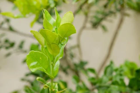Kaffir lime leaf on trees Foto stock