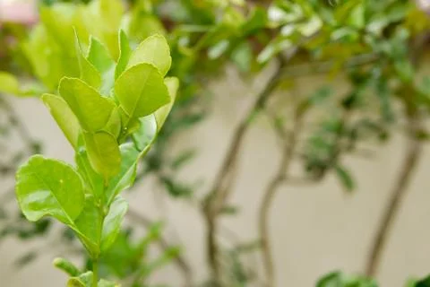 Kaffir lime leaf on trees Stock Photos