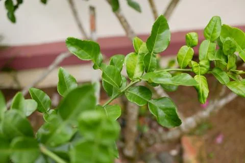 Kaffir lime leaf on trees Stock Photos