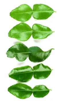Kaffir Lime Leafs Stock Photos