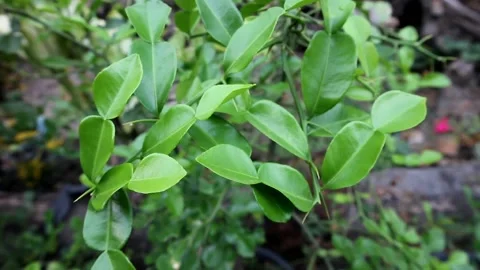 Kaffir lime leaves. 動画素材 206371788