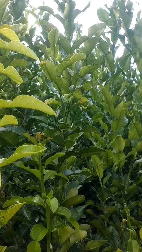 Kaffir lime leaves Stock Footage 325514635