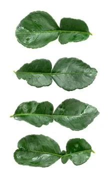 Kaffir lime leaves Stock Photos