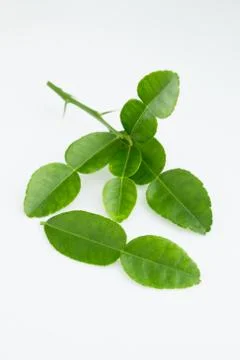 Kaffir lime leaves Stock Photos