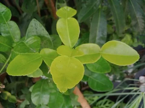 Kaffir lime leaves Stock Photos