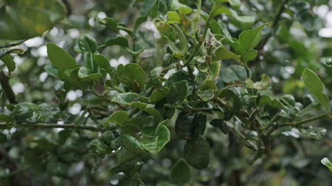 Kaffir lime leaves tree Stock Footage 301374473