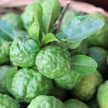 Kaffir lime or leech lime Stock Photos