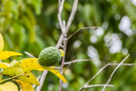 Kaffir lime Stock Photos