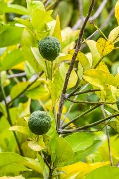 Kaffir lime Stock Photos