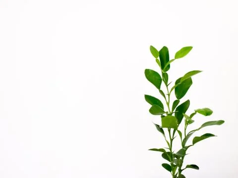 Kaffir lime Stock Photos