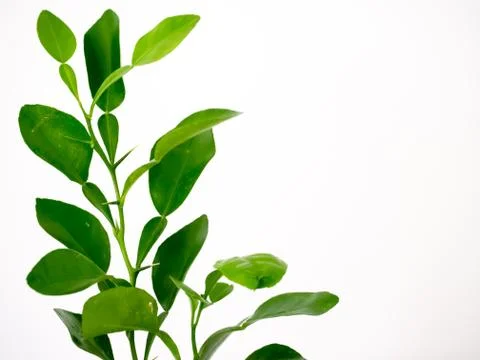 Kaffir lime Stock Photos