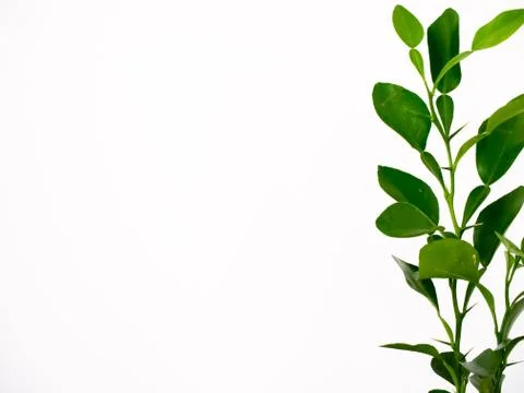 Kaffir lime Stock Photos