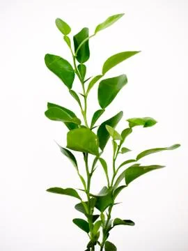 Kaffir lime Stock Photos