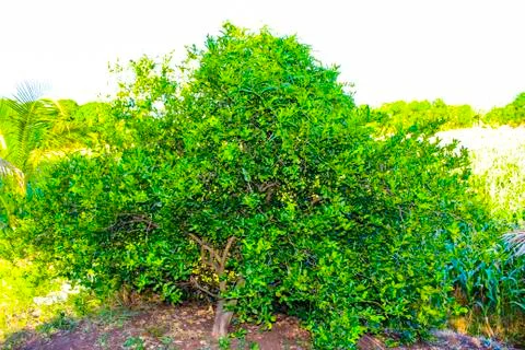 Kaffir lime Stock Photos