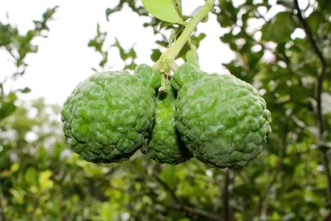 Kaffir lime Stock Photos