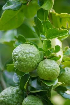 Kaffir lime Stock Photos