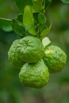 Kaffir lime Stock Photos
