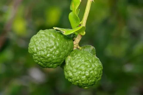 Kaffir lime Stock Photos