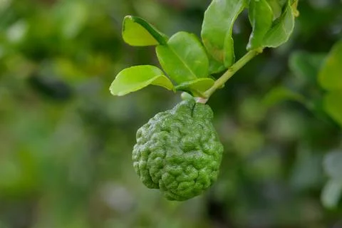 Kaffir lime Foto stock