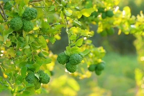 Kaffir lime Stock Photos