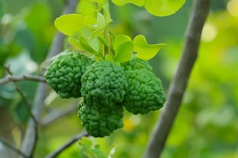 Kaffir lime Stock Photos