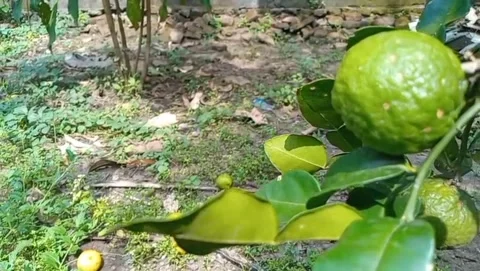 Kaffir lime plants are ready to be harvested. Stock-Footage 331332229