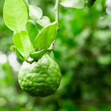 Kaffir lime on tree Stock Photos