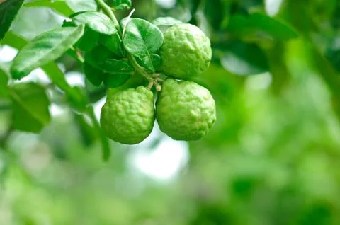 Kaffir Lime tree Stock Photos