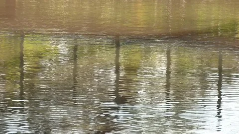 Kafubu River Lodge - DRC Vídeo Stock 84475968