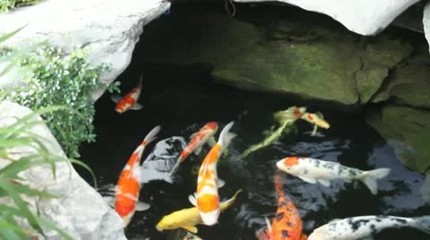 Kai carp in a pond Stock Footage 11082980
