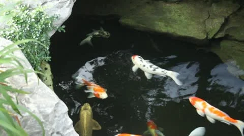 Kai carp in a pond Stock Footage 11083411