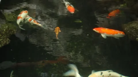 Kai carp in a pond Stock Footage 11083532