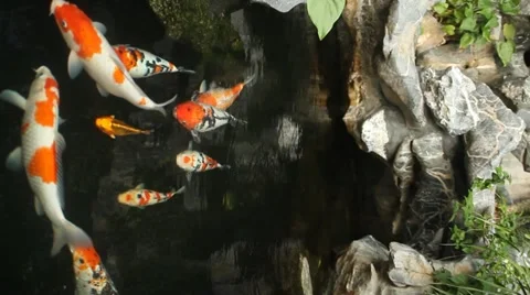 Kai carp in a pond Stock Footage 11083915