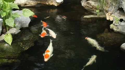 Kai carp in a pond Stock Footage 11083919
