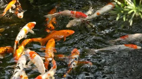 Kai carp in a pond Stock Footage 11146046