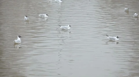 Kaijas diki Stock Footage 37218233