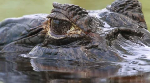 Kaiman Yacare Stock Footage 7760448