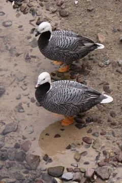 Kaisergänse Stock Photos