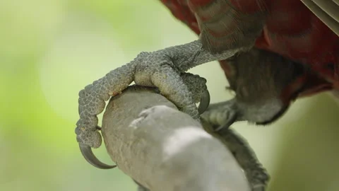 Kaka Bird Claw A Large Forest-dwelling Parrot In Wellington, North Island, Stock Footage 259143785