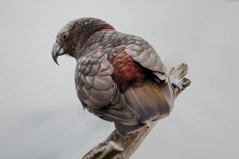 Kaka on a branch Stock Photos