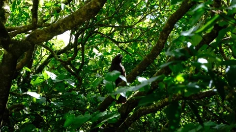 Kākā forest dwelling parrot bird in trees flying off within Zealandia in Stock-Footage 321403100