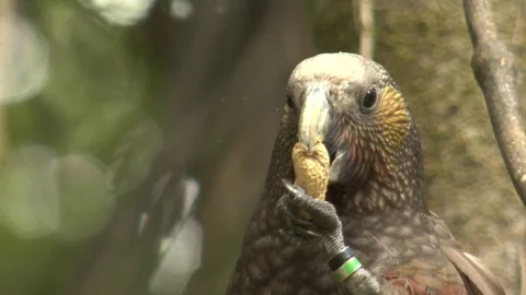 Kaka Parrot Close Up Stock Footage 79187489